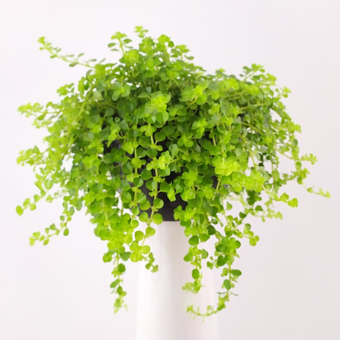 Edit photos, change backgrounds to white by Nitintram Fiverr