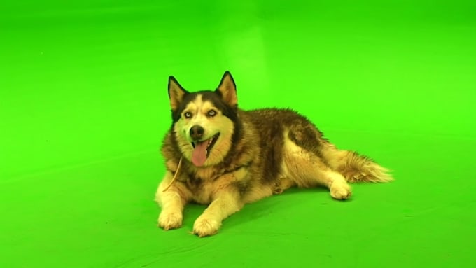 remove the green screen and rotoscoping in your videos
