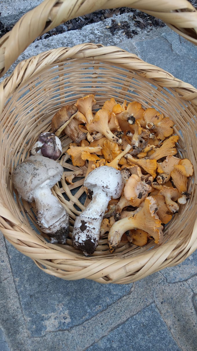 write fungal biology articles and blog posts