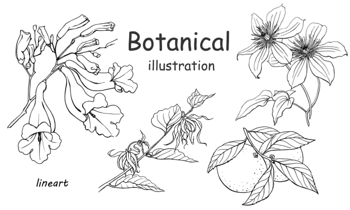 draw vector botanical illustrations of plants, fruits