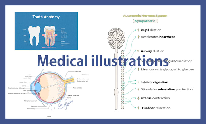 draw medical, anatomy, and healthcare illustrations