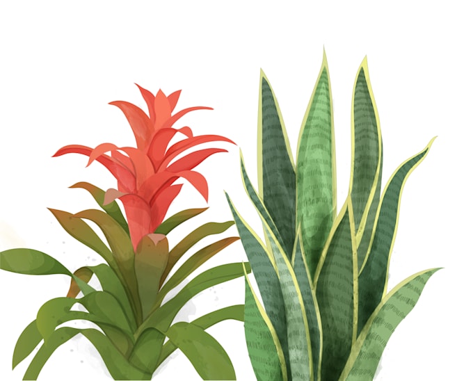 draw botanical illustrations of flowers, plants and fruits