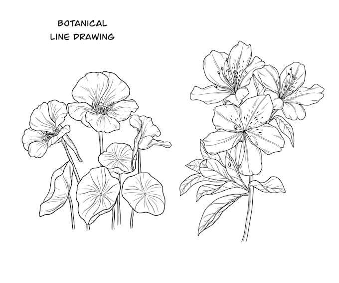 draw hand drawn botanical line art for tattoo, packaging, and floral logo
