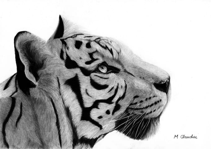 Draw a pet pencil drawing by Mclaudyu | Fiverr