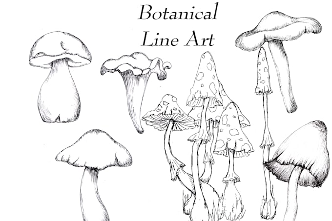create botanical and medical ink line art