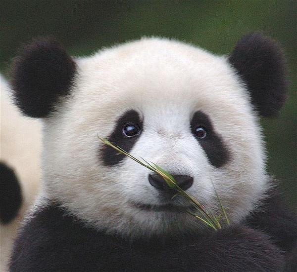 Provide 70 high definition photos of giant panda by Clearlove20 | Fiverr