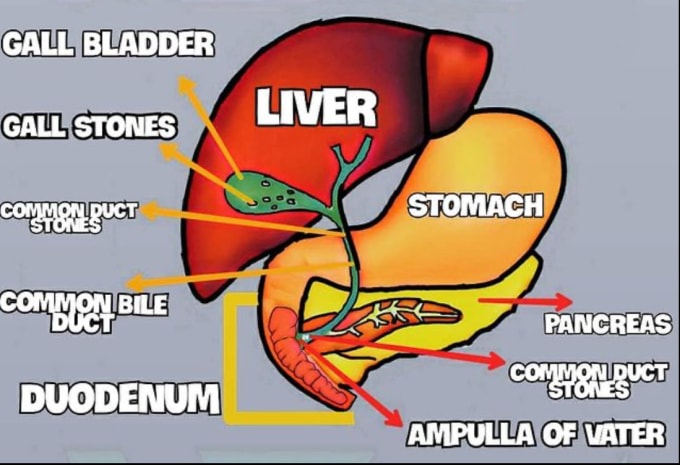 Do Medical And Human Anatomy Diagram By Potraitbyme Fiverr