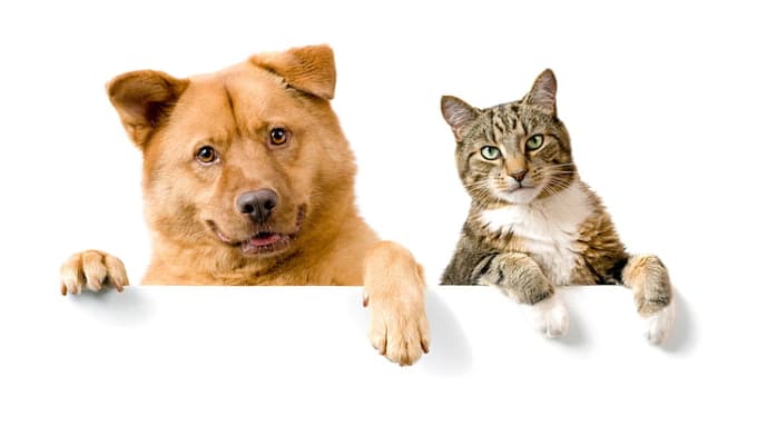 Funny videos of cats and dogs store