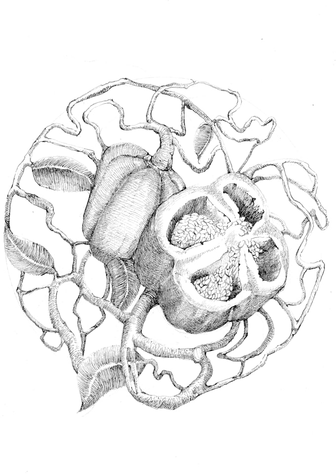 draw botanical and anatomical scientific illustrations