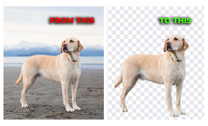 delete or replace the background of your pictures quick