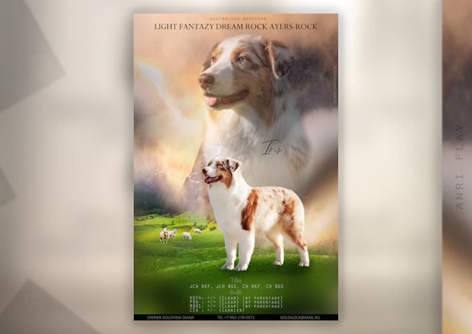 design litter announcement, stud ad, dog poster flyer