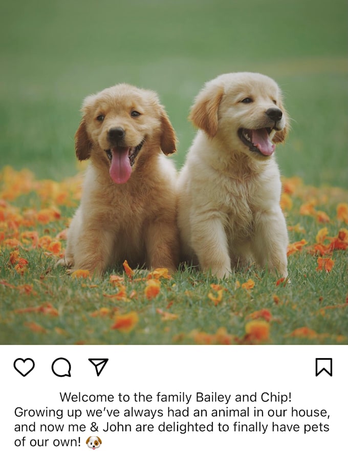 Write your pets social media captions by Fichela Fiverr