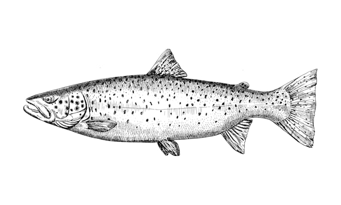 draw animal, fish, bird hand drawn vector illustrations