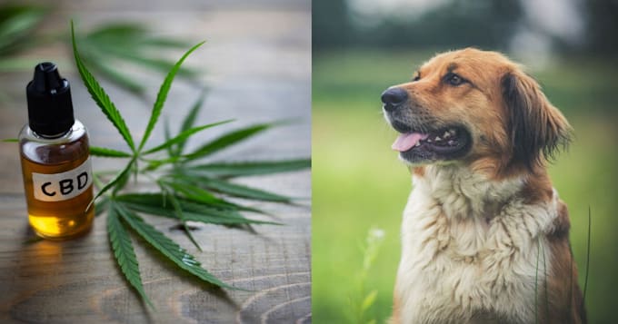 guest post on pet blogs