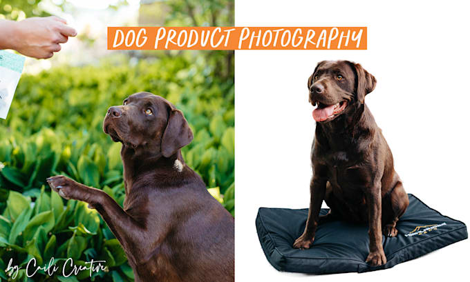 shoot pro amazon dog pet product photography labrador