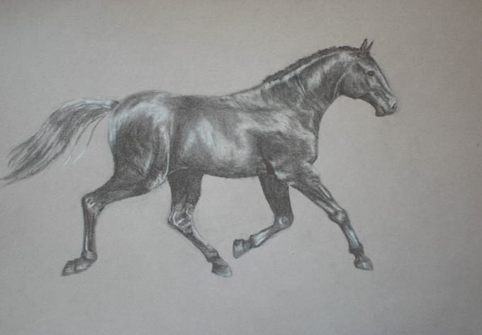 draw a realistic pencil horse