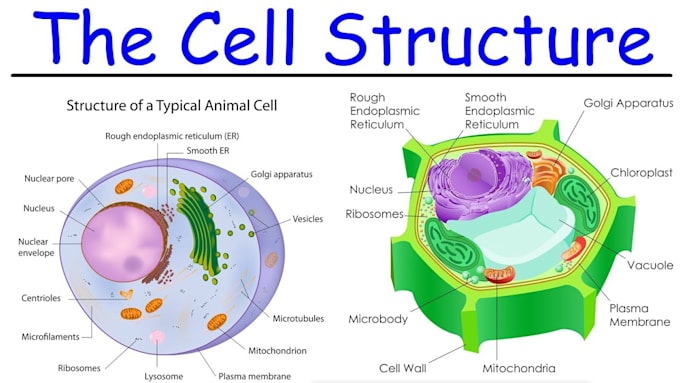 write cell biology ,histology, mycology, phycology, physiology task