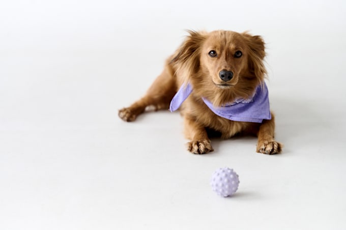do distant energy healing to your pets and animals and birds
