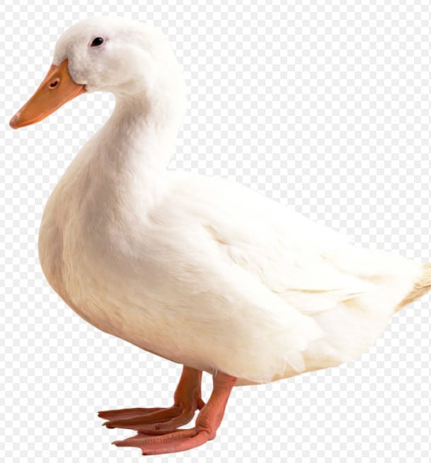 remove background in png, jpeg photos