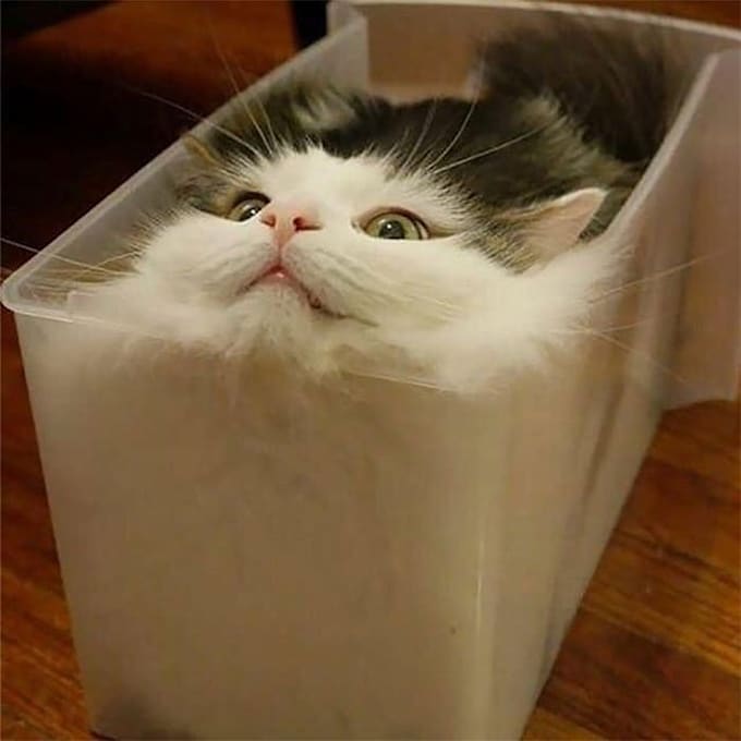create funny viral cat dog animal pet videos compilation for youtube or facebook