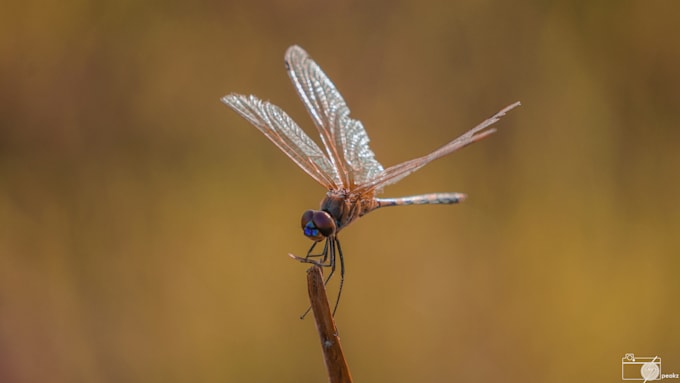 Edit nature photograph using lightroom and photoshop by Adhish mitra