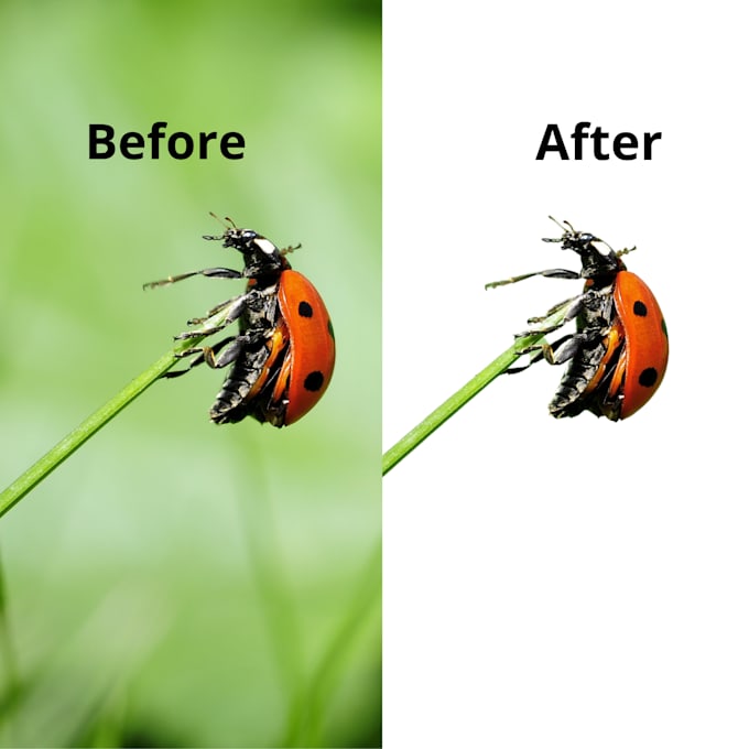 remove background from images in canva pro