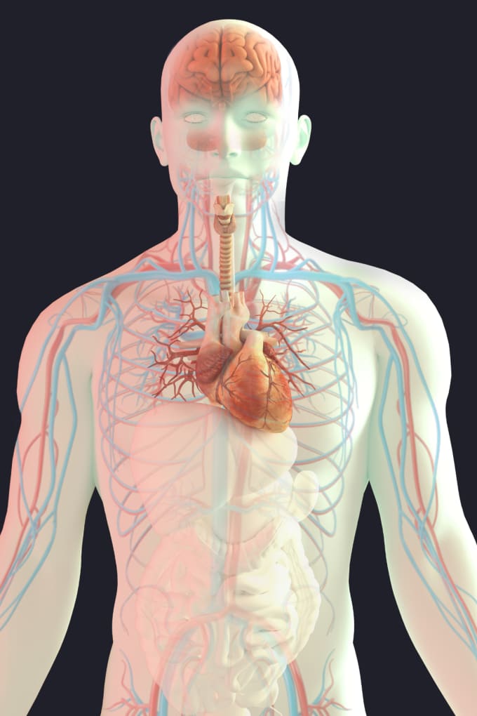 Le squelette humain en 3D – Illustrations Médicales - FREELANCE 3D
