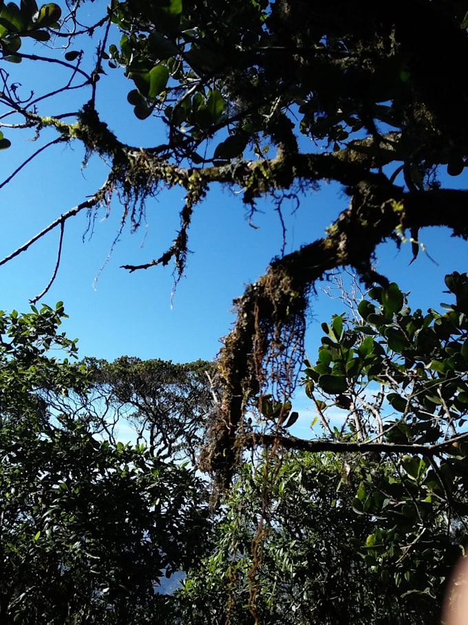 Sell you photographs of nature by Viduranga93 Fiverr