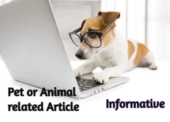 write a fantastic article on pets and veterinary topics