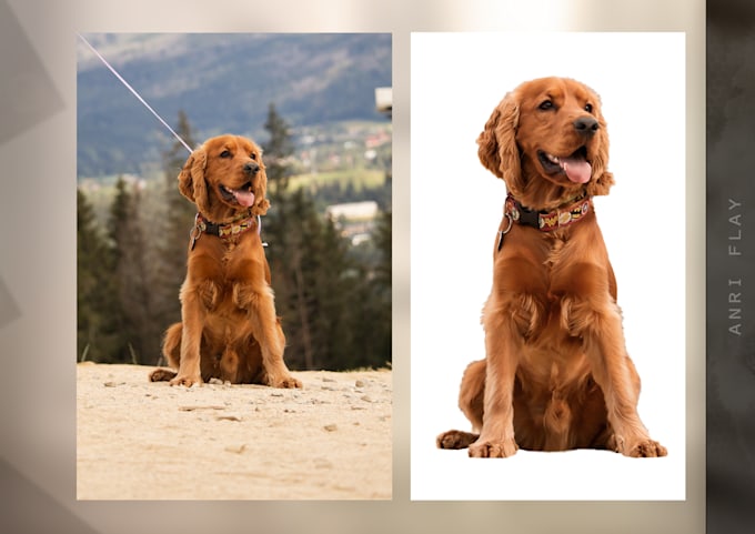cut out images background removal professionally