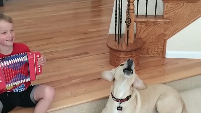 create 50 viral funny pet videos for your youtube channel