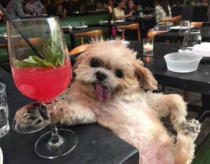 make funny dogs compilation videos for youtube and facebook