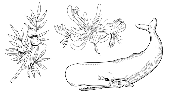 make hand drawn illustrations