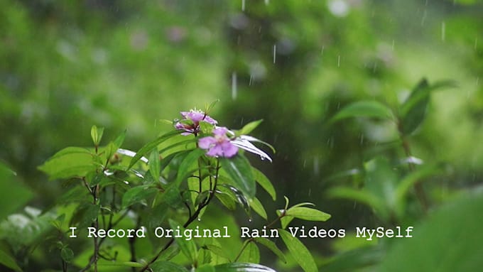 record real rainforest rain sounds videos for youtube channel