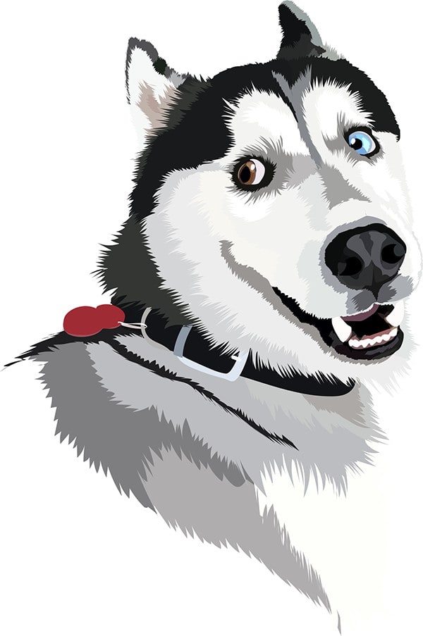 draw your pet in vector art