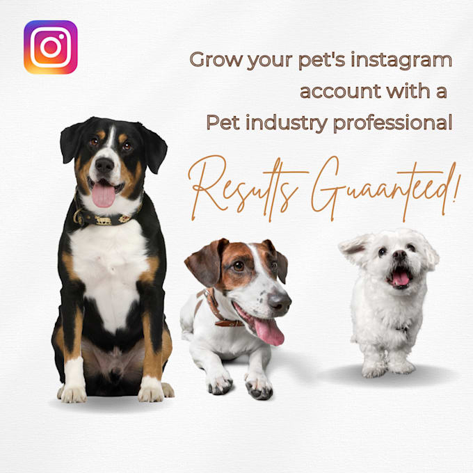 Grow and manage your dog instagram account by Cheyennecohillg Fiverr