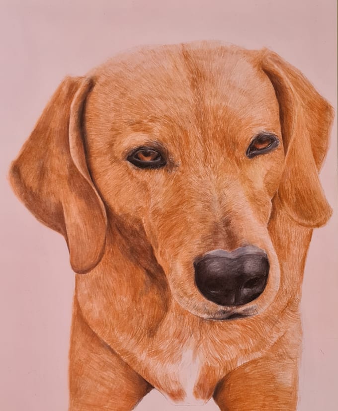 Create A Pet Portrait Or Any Other Drawing For You By Virilla Fiverr create-a-pet-portrait-or-any-other-drawing-for-you-by-virilla-fiverr