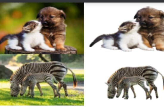 expertly and professionally remove background