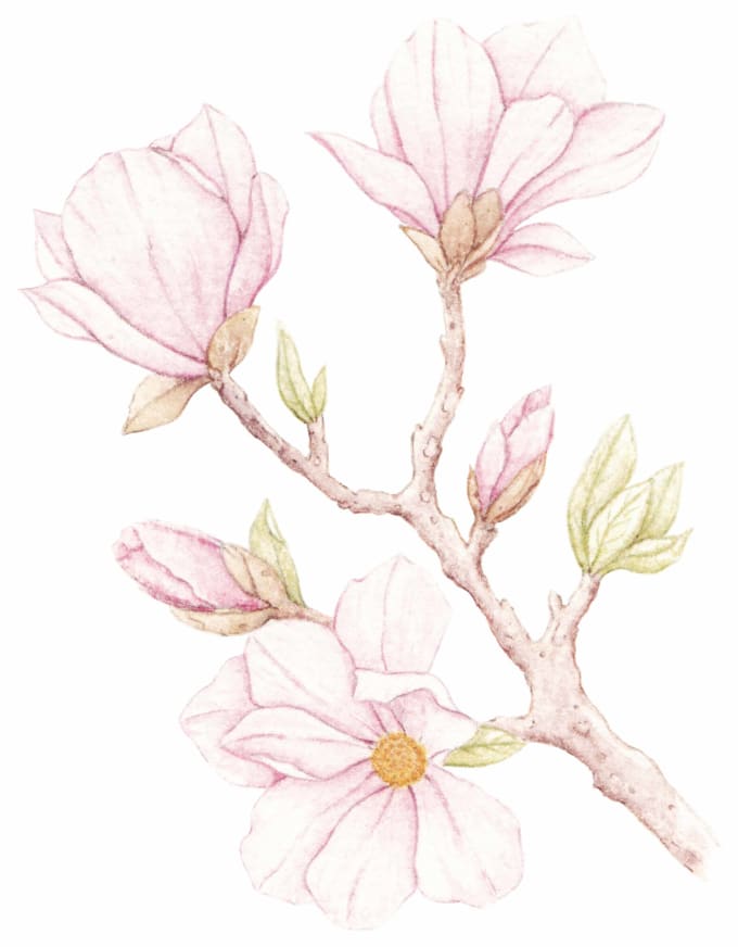 Paint digital watercolor botanical illustration by Newbieit | Fiverr