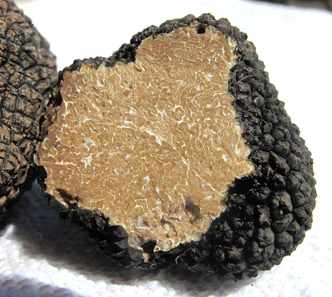 help you train your dog to find truffles