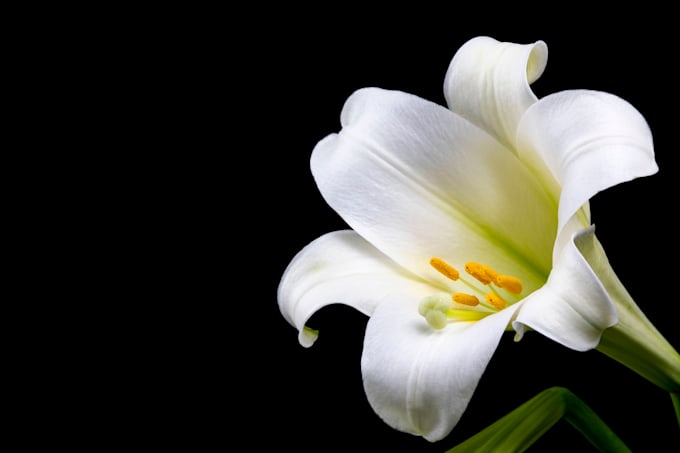 provide professional product photography on black background