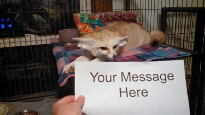 take a photo of a Fennec Fox with Your Message