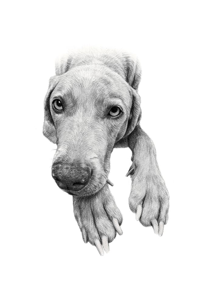 do a black and white pet portrait