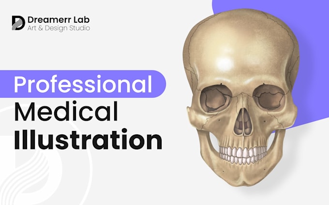 draw professional anatomy illustrations