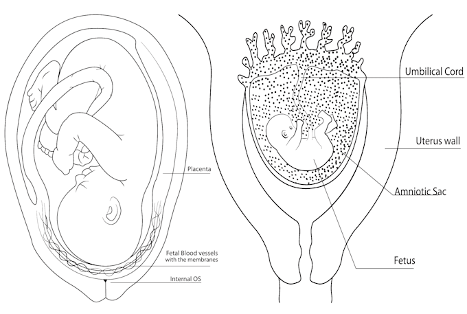 draw professional anatomy and medical illustrations
