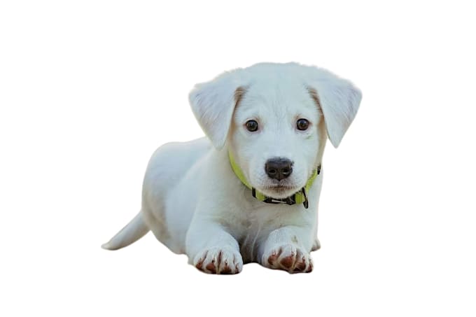 remove background from your picture