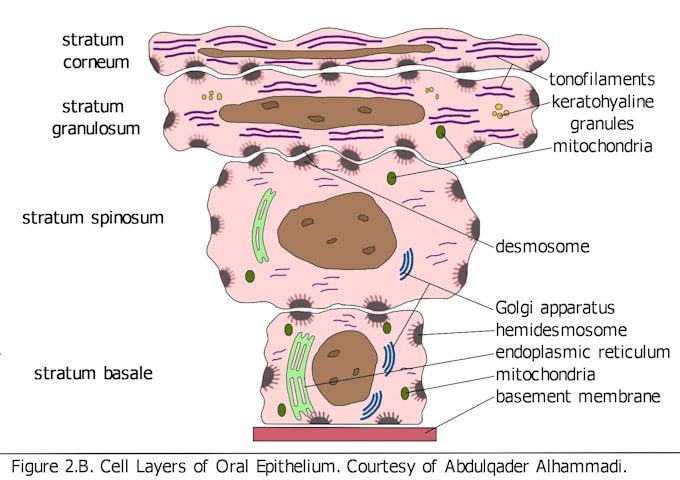 Draw medical and anatomy illustrations by Amar_saleh | Fiverr