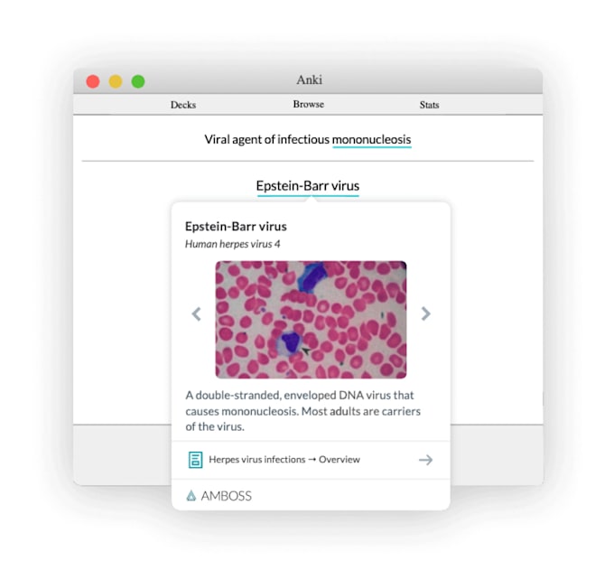 Create Anki And Quizlet Flash Cards Printable By Muhammedzees780 Fiverr