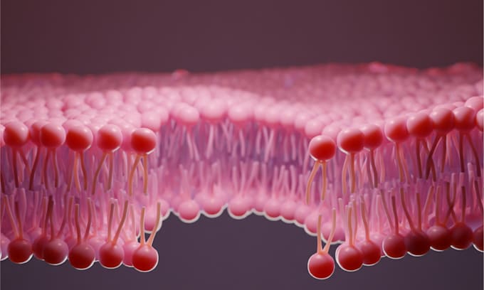 create scientific illustrations of your work