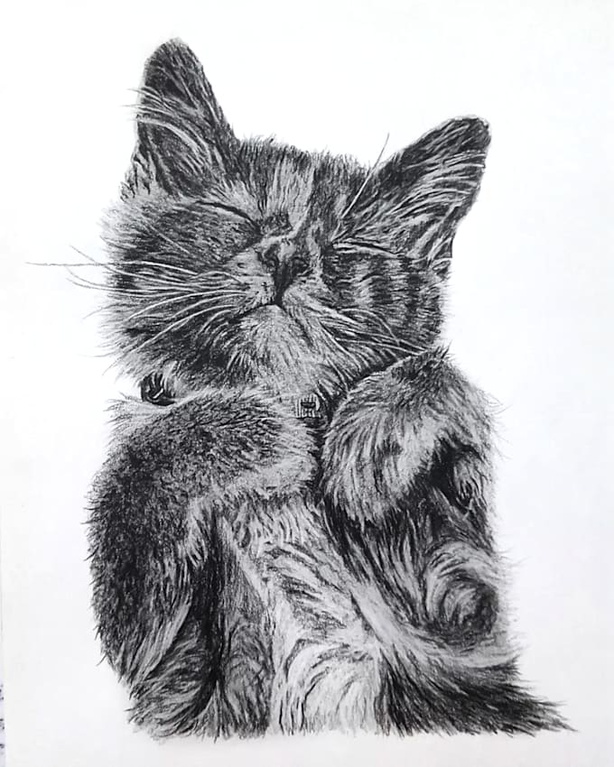 draw pencil pet portrait, dog portrait, cat portrait sketch